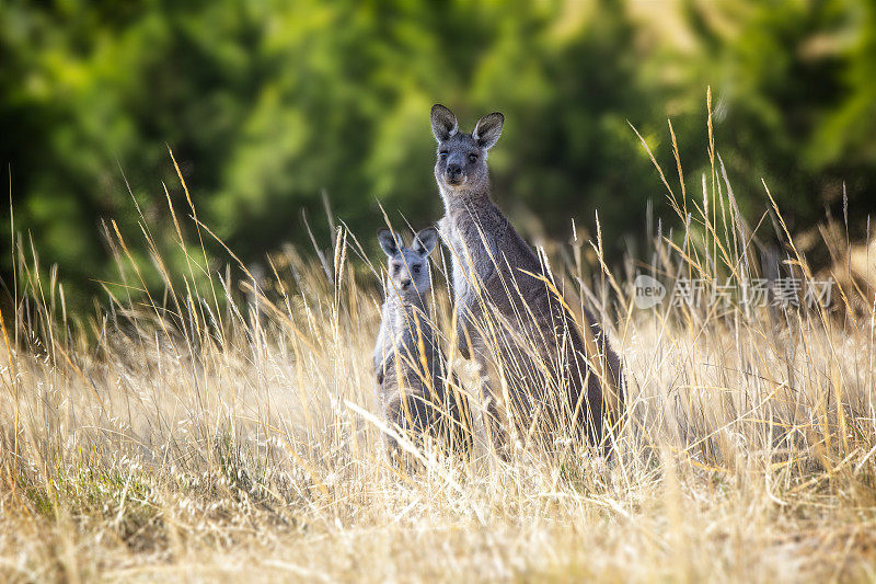 灰袋鼠（Macropus giganteus）